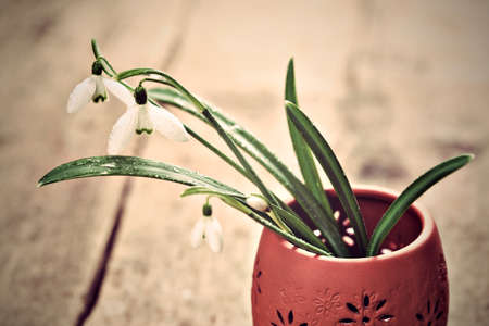 Bunch of snowdrop flowers in clay vase on wooden floorの写真素材