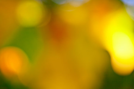 Defocused abstract bokeh of green foliage for use at graphic design の写真素材