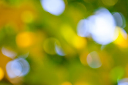Defocused abstract bokeh of green foliage for use at graphic design の写真素材