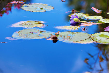 Lotus water lilly flower blooming at the garden pond. Tranquil scene