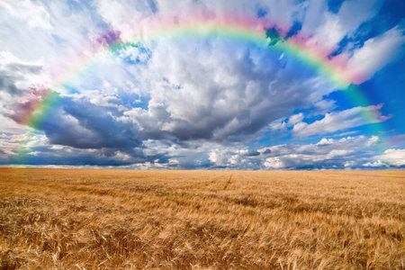 Rainbow over field of wheat ready to be harvested with beautiful cloudy blue sky backgroundの写真素材