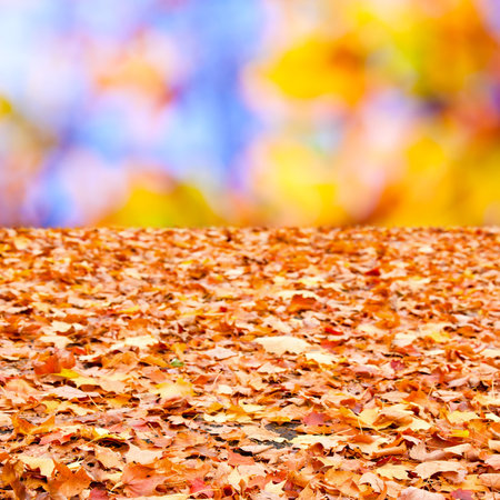 Colorful autumn fallen leaves on the ground and abstract bokeh of orange fall foliage background