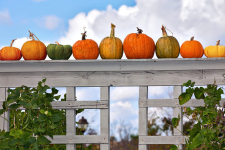 Lined up various Pumpkins displayed on wooden fence with blue cloudy sky background. Copy space for your textの写真素材