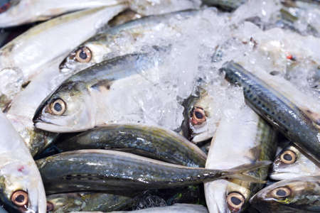 Fresh Chub mackerels, sea fish on ice exposition at the seafood marketの写真素材