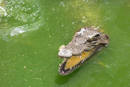 Crocodile head with open jaws at green waterの写真素材