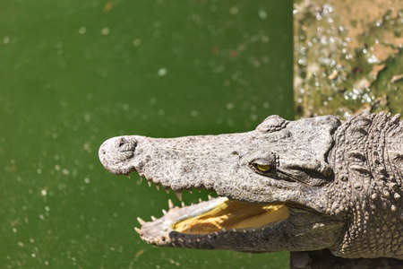 Crocodile head with open jaws closeupの写真素材
