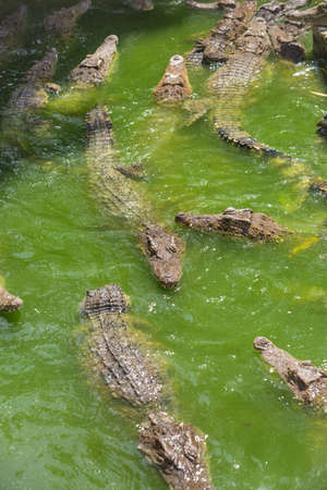 Crocodile breeding farm in Siem Reap, Cambodiaの写真素材