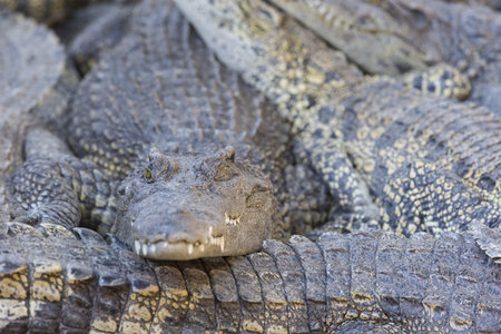 Crocodile chilling out on the Sun with open jaws at breeding farm in Siem Reap, Cambodiaの写真素材