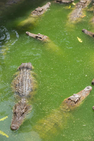 Crocodile breeding farm in Siem Reap, Cambodiaの写真素材