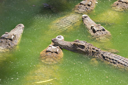 Crocodile breeding farm in Siem Reap, Cambodiaの写真素材