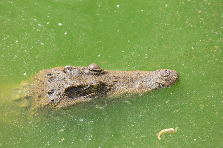 Crocodile breeding farm in Siem Reap, Cambodia