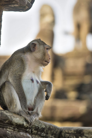 Long-tailed Macaque female Monkey sitting on ancient ruins of Angkor Wat. Chinese 2016 New Year symbolの写真素材