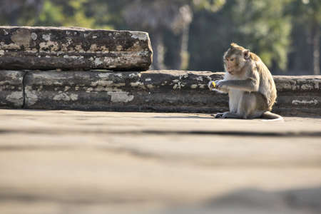 Long-tailed Macaque Monkey sitting on ancient ruins of Angkor Wat with some food. Chinese 2016 New Year symbolの写真素材