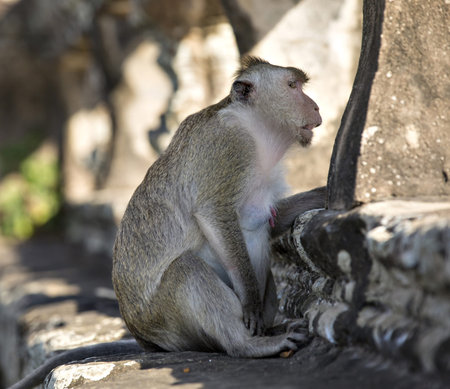 Long-tailed Macaque Monkey sitting on ancient ruins of Angkor Wat. Chinese 2016 New Year symbol