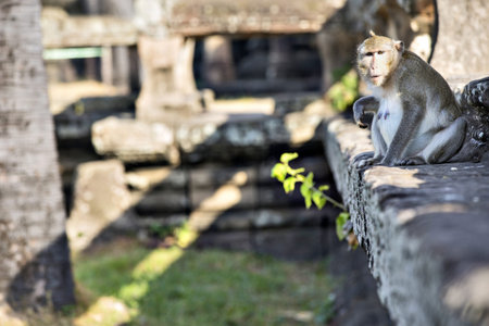 Long-tailed Macaque female Monkey sitting on ancient ruins of Angkor Wat. Chinese 2016 New Year symbolの写真素材