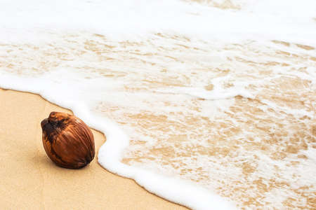 Coconut on wet yellow beach sand and foamy wave waterの写真素材