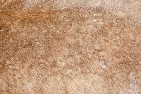 Wild animal finished fine fur textureの写真素材