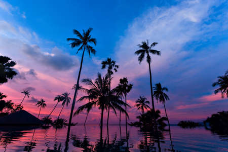 Tall coconut palm trees silhouettes at twilight sky reflected in water. Picturesque romantic sunset or sunrise scene on Koh Samui island, Thailandの写真素材