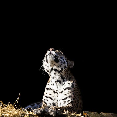 Leopard looks up on the dark background.