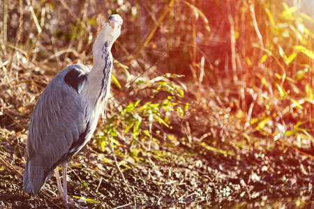 The grey heron, aka Ardea cinerea, is a wading bird of the heron family Ardeidae, native throughout temperate Europe and Asia and also parts of Africaの写真素材