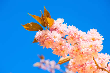 Beautiful pink blossoms of a plum tree on a clear blue sky background. Spring flowers.の写真素材