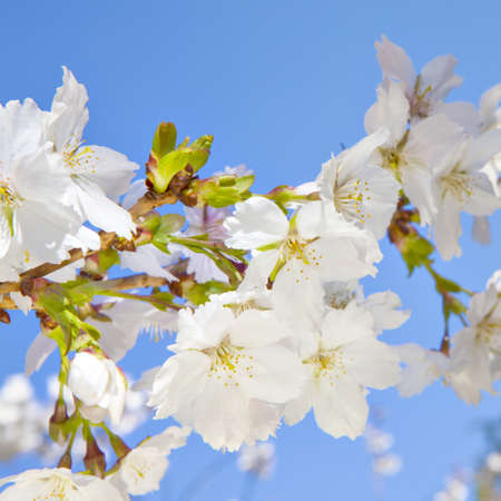 Beautiful branch of an apple tree with white blossoms on a clear blue sky backgroundの写真素材