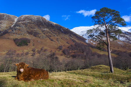 Highland angus cow aka Scottish coo rests on grass with beautiful mountain landscape on background,...