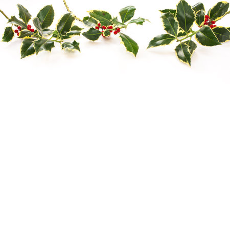 Holly leaves branches with red berries on white background. の写真素材