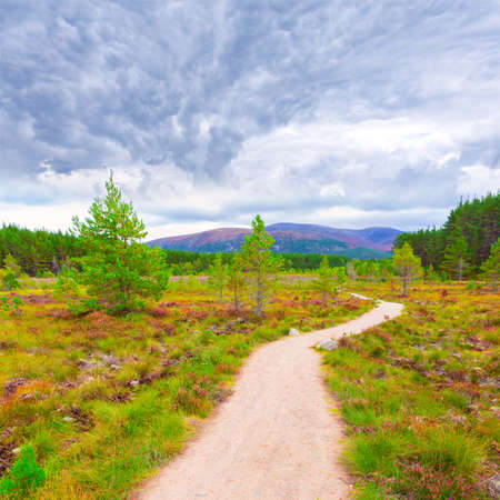 Scottish landscape with violet heather flowers and pathway at Cairngorms National Park, Scotland.の写真素材