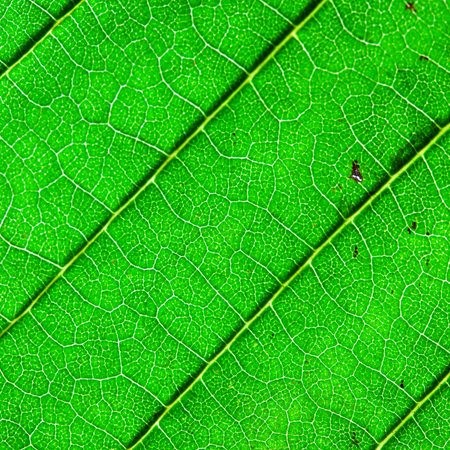 Green leaf texture, macro. Abstract natural background