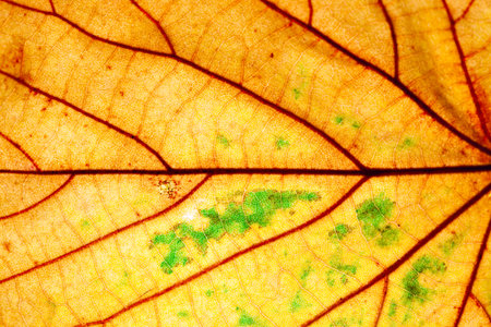 Yellow autumn leaf texture, macro. Abstract natural background