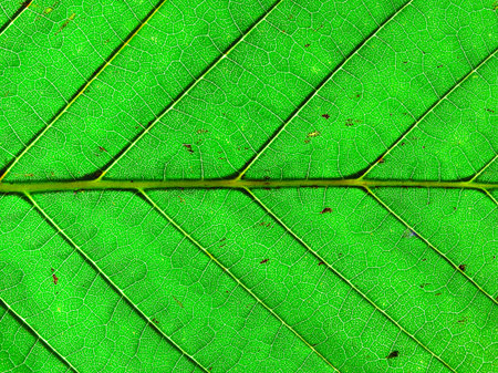 Green leaf texture, macro. Abstract natural background