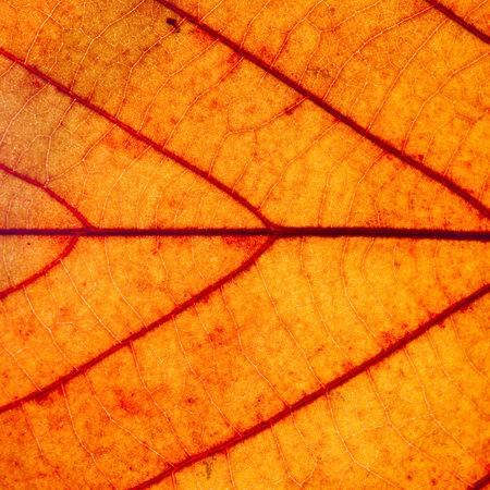 Yellow autumn leaf texture, macro. Abstract natural background