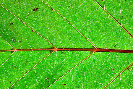 Green leaf texture, macro. Abstract natural background