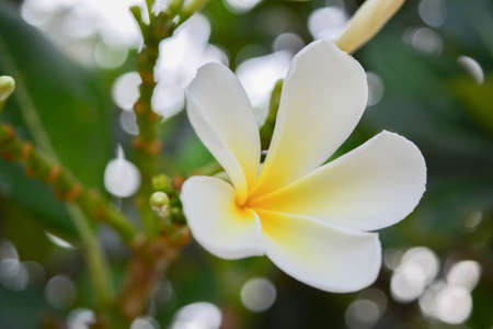 flowerの写真素材