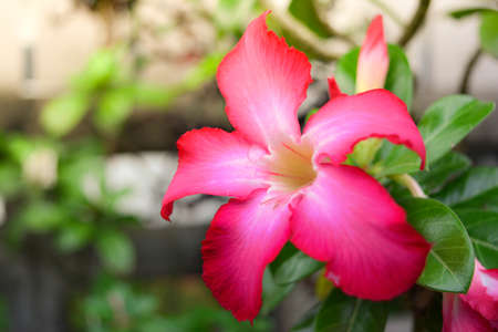 flowerの写真素材