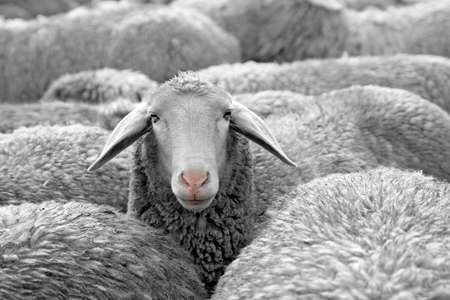 sheep overviewの写真素材