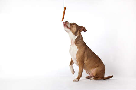 a dog sitting and trying to reach a hanging sausageの写真素材