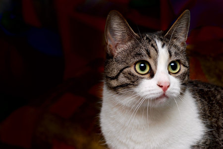 Cat portraitの写真素材