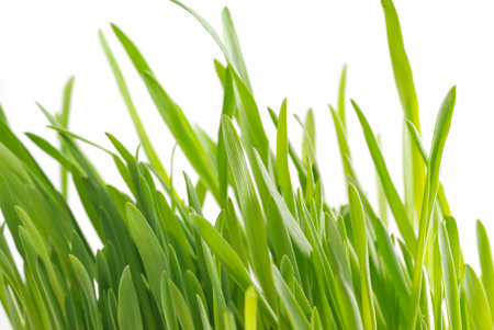 Isolated grass