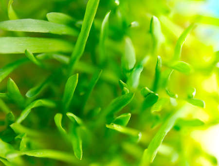 Green grass against the sky backgroundの写真素材