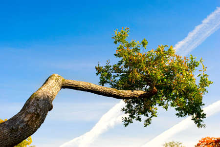 autumn treeの写真素材