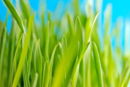 Green grass against the sky backgroundの写真素材
