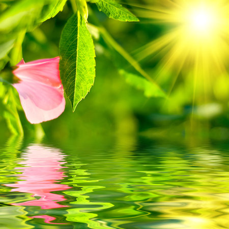 Fresh green leaf highlighted by sunの写真素材