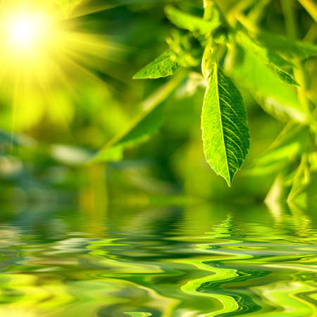 Fresh green leaves highlighted by sun.の写真素材