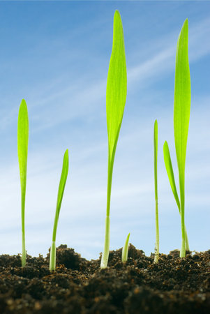 plants against a sky