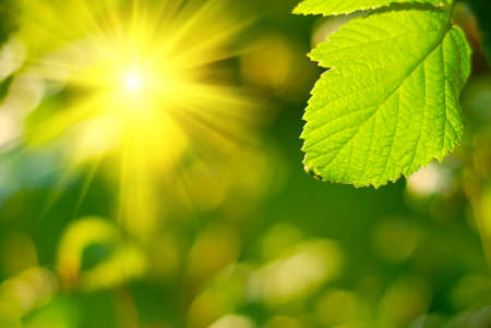 Fresh green leaf highlighted by sun.の写真素材