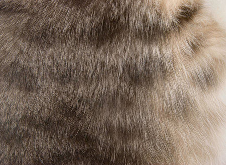 cat fur