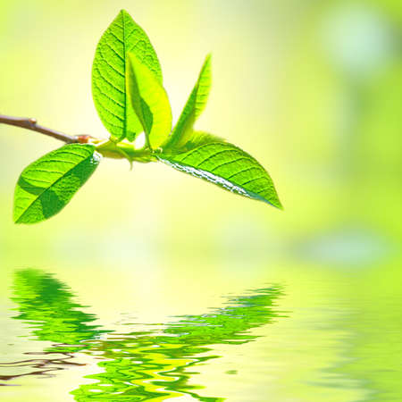 green leavesの写真素材