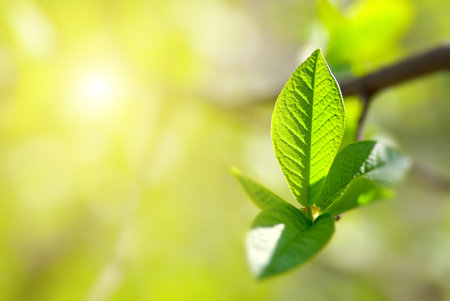 Fresh green leaf highlighted by sun.の写真素材